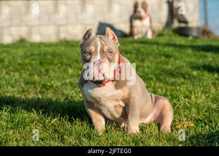 Ein amerikanischer Bully-Welpenhund im Taschenformat, der auf Gras sitzt Stockfoto