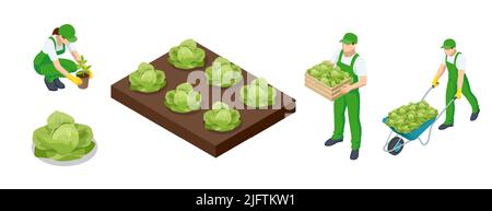 Isometrisches Kohlfeld. Reife Ernte auf einer Farm oder einem Gewächshaus. Landwirtschaftlichen Anbau von Kohl auf dem Bauernhof oder auf dem Feld. Bauern bauen Kohl an Stock Vektor