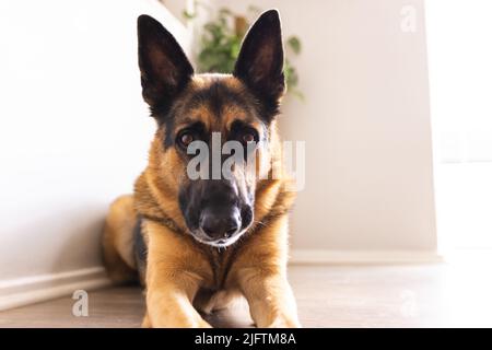 Porträt eines deutschen Schäfers, der zu Hause auf Holzboden an einer weißen Wand liegt, Kopierraum. Unverfälscht, Hunde-, Tier- und Haustierkonzept. Stockfoto