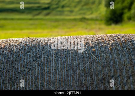 Textur aus Weizenstroh. Nahaufnahme, Vorderansicht. Getrocknetes Heu auf Rollen auf dem Feld. Große Rolle Heu schoss frontal. Nahaufnahme großer runder Heurollen. Stockfoto