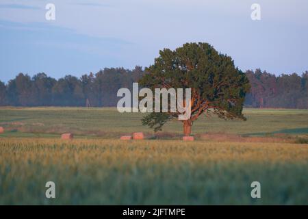 Einsamer Baum gegen blauen Himmel auf dem Weizenfeld Stockfoto