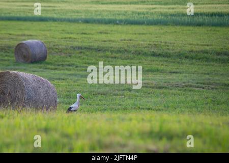 Weißstorch (Ciconia ciconia) sucht im warmen Licht eines sommerlichen Sonnenuntergangs auf einer frisch geschnittenen Wiese mit Heurollen nach Futter. Stockfoto