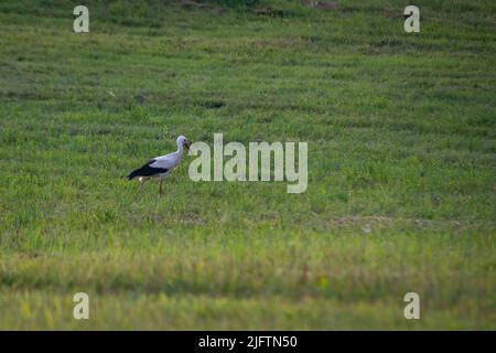 Weißstorch (Ciconia ciconia) sucht im warmen Licht eines sommerlichen Sonnenuntergangs auf einer frisch geschnittenen Wiese mit Heurollen nach Futter. Stockfoto