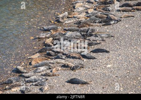 Atlantische Kegelrobben (Halichoerus grypus) wurden im April am North Haven Beach, Skomer Island, Wales, Großbritannien, ausgezogen Stockfoto