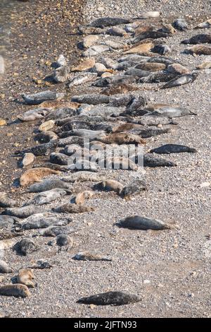 Atlantische Kegelrobben (Halichoerus grypus) wurden im April am North Haven Beach, Skomer Island, Wales, Großbritannien, ausgezogen Stockfoto