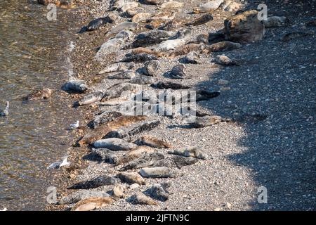 Atlantische Kegelrobben (Halichoerus grypus) wurden im April am North Haven Beach, Skomer Island, Wales, Großbritannien, ausgezogen Stockfoto