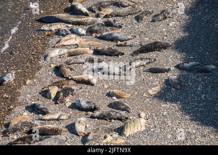 Atlantische Kegelrobben (Halichoerus grypus) wurden im April am North Haven Beach, Skomer Island, Wales, Großbritannien, ausgezogen Stockfoto