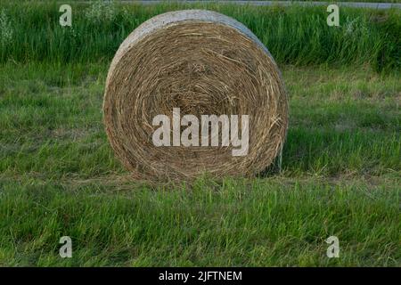 Ein Heuhaufen, der nach der Ernte von Getreidepflanzen auf einem Feld zurückblieb. Strohhalm für die Tierernährung ernten. Ende der Erntezeit. Runde Heuballen sind verstreut Stockfoto