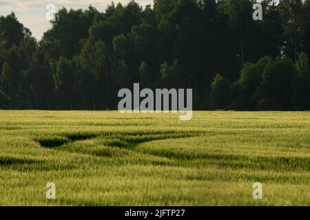 Felder im Sommer Landschaft mit Wäldern im Hintergrund und Wolken über in dramatischer Sonnenuntergang Stockfoto