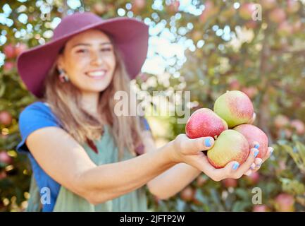 Landwirt ernten saftige nahrhafte Bio-Früchte in der Saison bereit zu essen. Nahaufnahme einer Frau, die frisch gepflückte rote und grüne Äpfel in einem hält Stockfoto