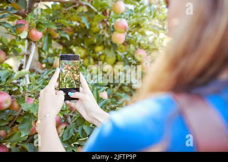 Nahaufnahme des Gerätebildschirms zoomte auf Äpfel, die auf einem Obstbaum wachsen. Bäuerin, die mit dem Smartphone einen reifen rosa Apfel auf einem Obstgarten fotografiert Stockfoto