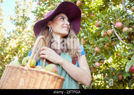 Fröhlicher Bauer erntet saftig nahrhafte Bio-Früchte in der Saison zu essen. Eine glückliche Frau von unten hält einen Korb mit frisch gepflückten Äpfeln vom Baum Stockfoto