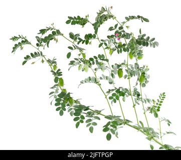 Grüne Kichererbsen verzweigen isoliert auf weißem Hintergrund. Kichererbsen in der Hülse und Blumen Stockfoto