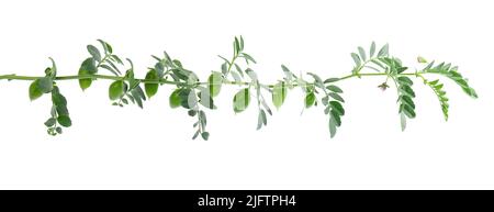 Grüne Kichererbsen verzweigen isoliert auf weißem Hintergrund. Kichererbsen in der Hülse und Blumen Stockfoto
