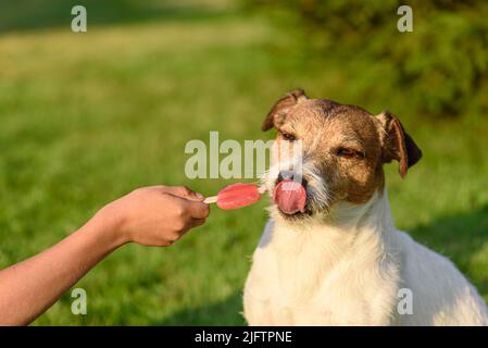 Kind gibt seinem Haustier eine Freude. Hund leckt Nase nach Verkostung Frucht roten Popsicle Stockfoto