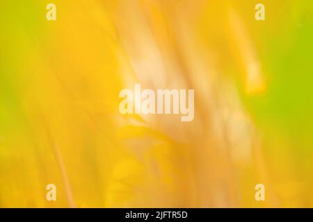 Herbst abstrakt verschwommener Hintergrund. Farbenfroher Herbstaufgang verschwommen Stockfoto
