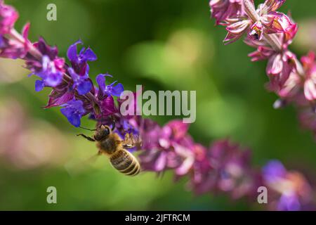 Nahaufnahme einer Honigbiene, die auf einem Lavendelblau landet Stockfoto