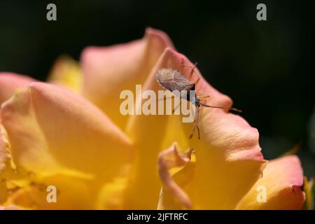 Makrofoto eines Lederkantenwanzes auf einem orangefarbenen Rosenblau Stockfoto