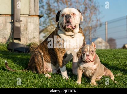 Brinder Mantel American Bulldog Hund und American Bully Welpen draußen Stockfoto