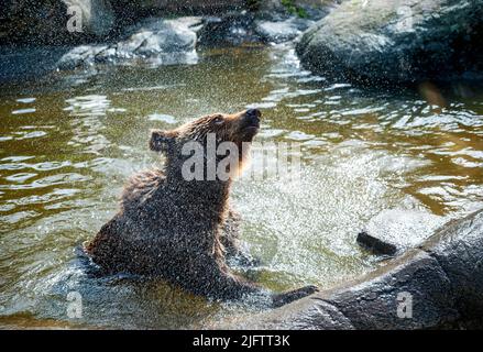 Junger Braunbär in einem Teich schüttelt das Wasser Stockfoto