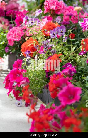Anuelle Pflanzmaschine mit roter Geranie und violetter Surfinie Stockfoto