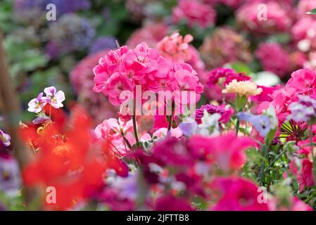Anuelle Pflanzmaschine mit roter Geranie und violetter Surfinie Stockfoto