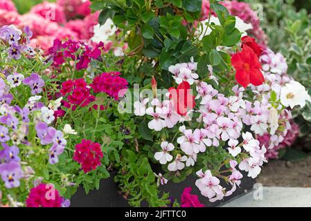Anuelle Pflanzmaschine mit roter Geranie und violetter Surfinie Stockfoto
