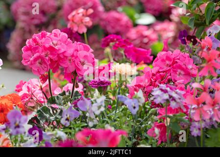 Anuelle Pflanzmaschine mit roter Geranie und violetter Surfinie Stockfoto