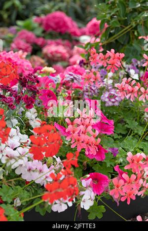 Anuelle Pflanzmaschine mit roter Geranie und violetter Surfinie Stockfoto