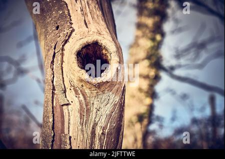 Rundes Loch im Stamm des alten toten Baumes Stockfoto