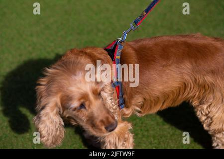 englischer Cocker Spaniel Hund mit blauem und rotem Kolar und langem Fell Stockfoto