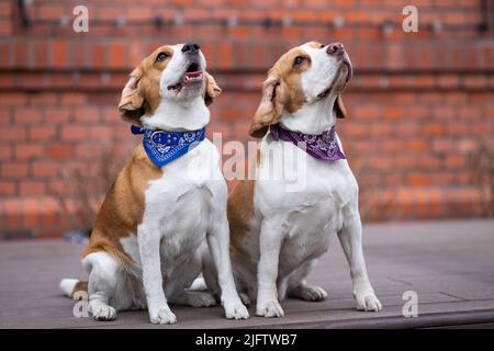Zwei weiße Beagle-Hunde auf dem Gras und roter Ziegel Stockfoto