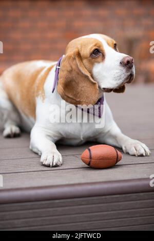 beagle Hund sitzt auf dem Boden mit Sockelball Stockfoto