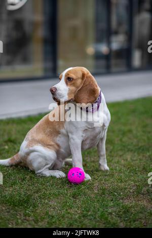 beagle Hund sitzt auf dem Gras mit rosa Ball Stockfoto