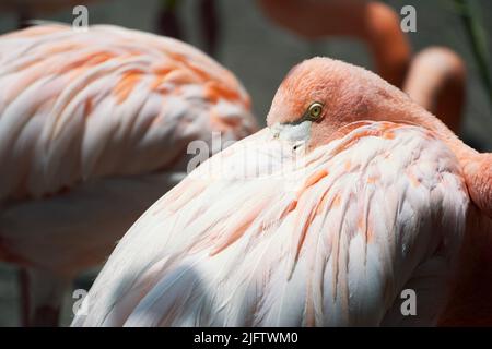 Ein Flamingo ruht seinen Kopf in seinem rosa Gefieder Stockfoto