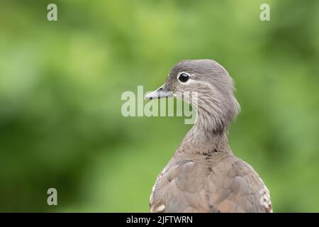 Mandarin-Entlein im High Batts Nature Reserve, North Yorkshire Stockfoto