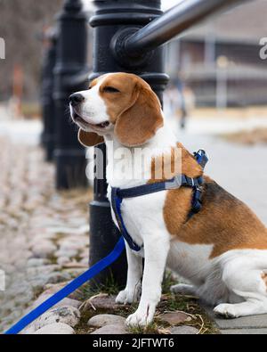 beagle Hund im Park mit Kolar Stockfoto