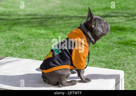 französischer bleck Bulldogge Welpe sitzt in gelbem Pullover Stockfoto