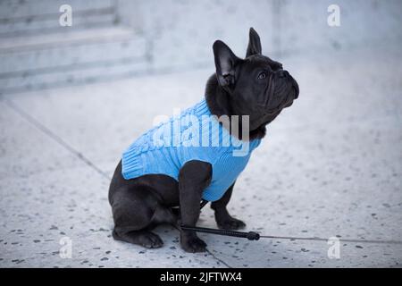 französischer Bulldogge-Welpe, der mit blauem Hemd auf die Kamera schaut Stockfoto