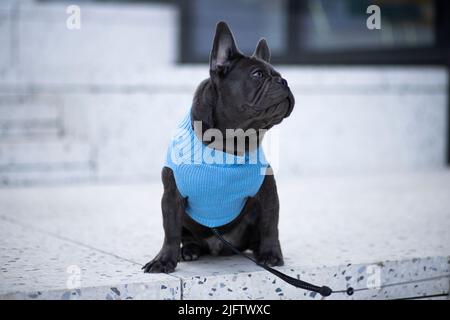 französischer Bulldogge-Welpe, der mit blauem Hemd auf die Kamera schaut Stockfoto