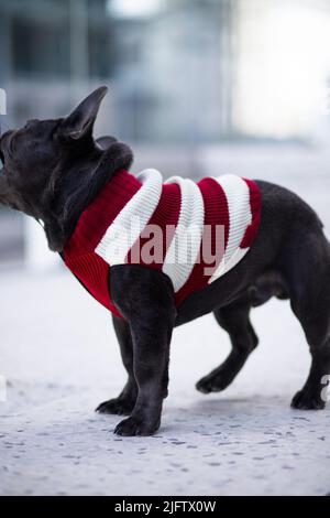 amerikanischer schwarzer staffordshire Bullterrier mit rotem Pullover Stockfoto