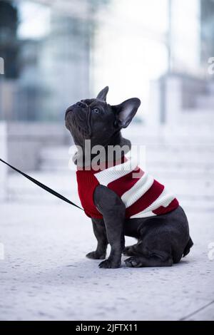 englischer schwarzer Bulldogge-Welpe in rotem Pullover Stockfoto