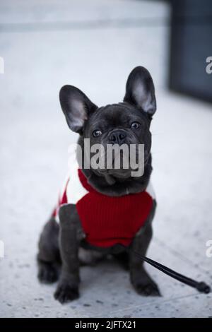 american staffordshire Bullterrier mit rot-weißem Pullover Stockfoto