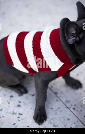 american staffordshire Bullterrier mit rotem Pullover sitzend Stockfoto