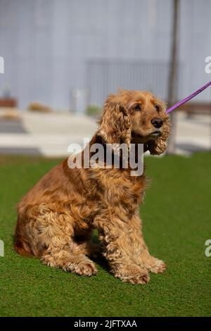 Süßer englischer Cocker Spaniel Welpe im Stadion Stockfoto