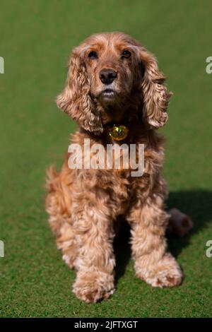englischer Cocker Spaniel Hund in grünem Hintergrund mit niedlicher Nase Stockfoto