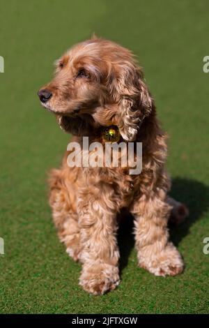 englischer Cocker Spaniel Hund auf grünem Hintergrund im Gras Stockfoto