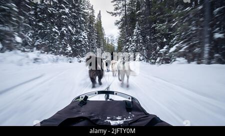 Blick auf die erste Person vom schnellen Schlitten, der von Hunden in einem Winterwald, Canmore, Kanada, gezogen wurde Stockfoto