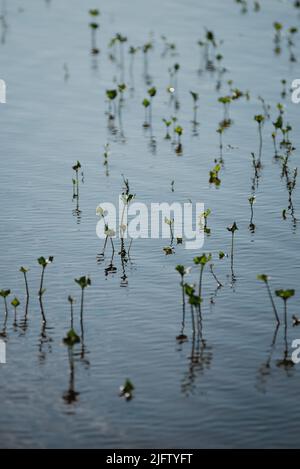 Pflanzen, die während des Hochwassers unter Wasser sprießen. Schöne Reflexionen und Schatten auf dem Wasser. Stockfoto