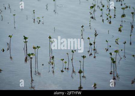 Pflanzen, die während des Hochwassers unter Wasser sprießen. Schöne Reflexionen und Schatten auf dem Wasser. Stockfoto